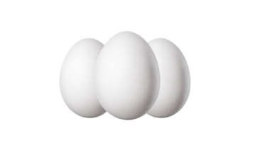 Picture of EGG